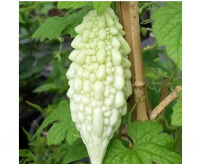 Onesh Bitter Gourd